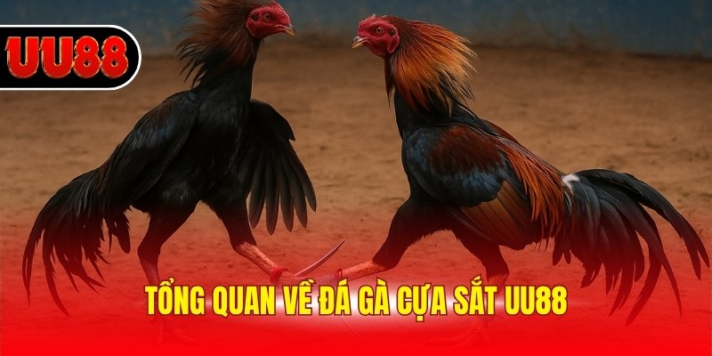Tổng quan về đá gà cựa sắt UU88
